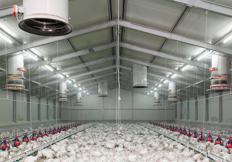 Fresh air chimney Fumus for an effective poultry climate control 