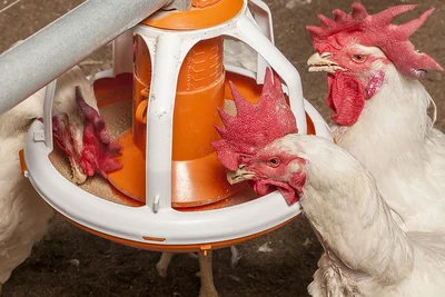 Les coqs mangent à partir du plateau d'alimentation. Les coqs mangent à partir du plateau d'alimentation.