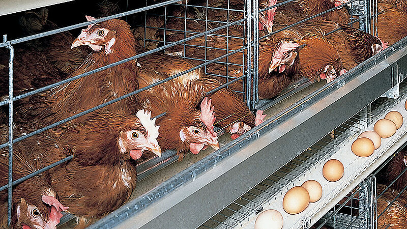 Egg production with UNIVENT 