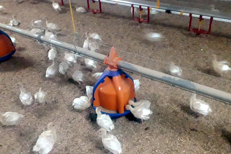 Pavos en crecimiento comen en el plato comedero. Pavos en crecimiento comen en el plato comedero.