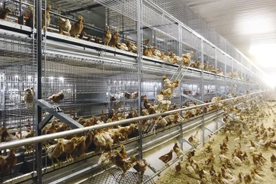 Poulettes dans la volière et au sol