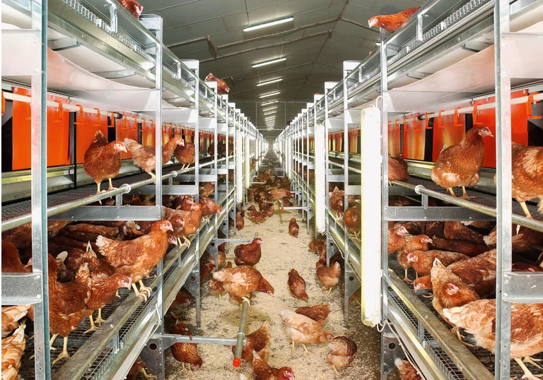 NATURA Colony pentru producție de ouă la sol și free range NATURA Colony pentru producție de ouă la sol și free range
