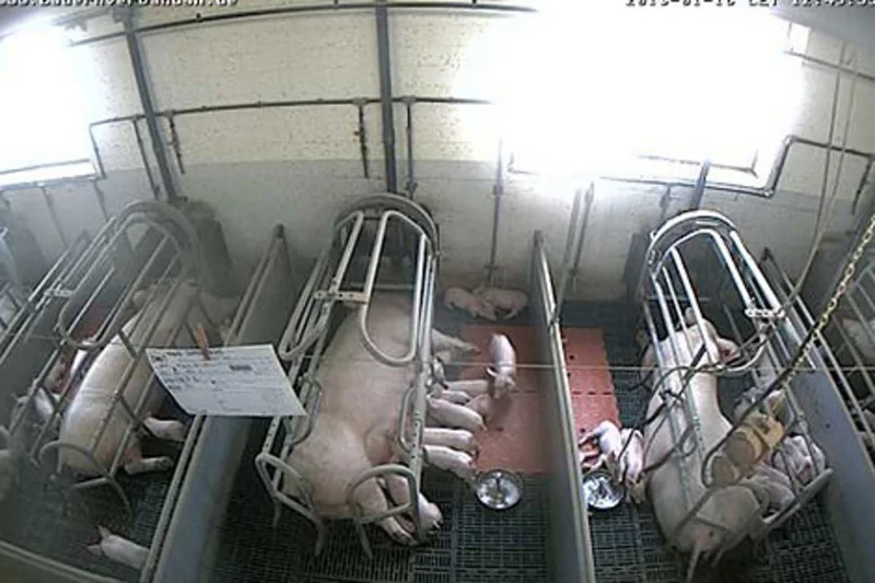Livebilder aus dem Sauenstall von Werner Schwarz