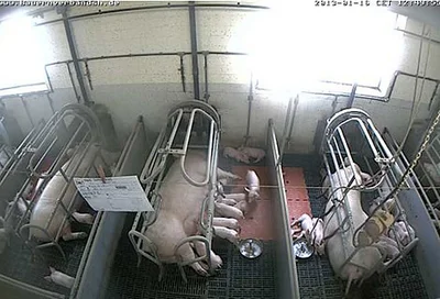 Livebilder aus dem Sauenstall von Werner Schwarz Livebilder aus dem Sauenstall von Werner Schwarz