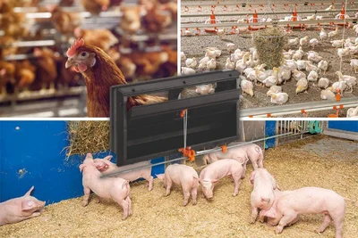 L’entrée d’air frais contrôlée indispensable aujourd’hui pour un climat intérieur optimal dans les élevages modernes de volailles et de porcs Bâtiments pour l’élevage de volailles et de porcs avec un volet d’aération d’air frais