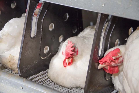NXB single laying nest