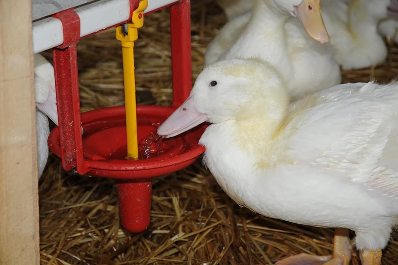 L'abreuvoir coupelle Pekino pour l’élevage de canards