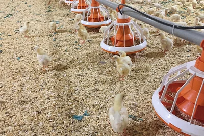 Plateau d'aliment Fluxx avec poussins Plateau d'aliment Fluxx avec poussins
