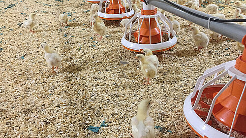 Fluxx feed pan and chicks