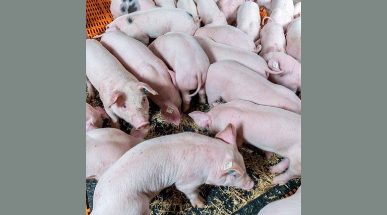 Piglets 