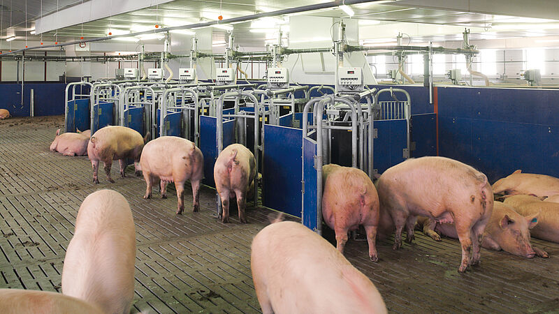 Electronic sow feeding system Callmatic 2 for pig production (group housing of sows) 