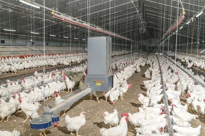 Interior de nave con sistema de alimentación y aves