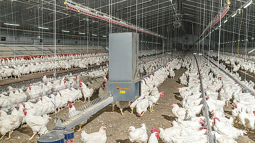 Inside of a poultry house with feeding system and birds