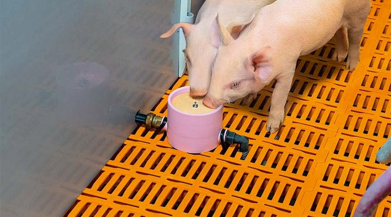 Deux porcelets boivent avec un godet CulinaCup