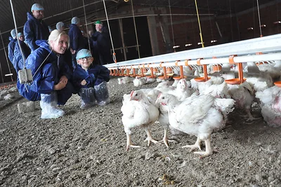 Besucher knien auf Boden neben den Hähnchen Besucher knien auf Boden neben den Hähnchen
