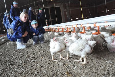 Besucher knien auf Boden neben den Hähnchen