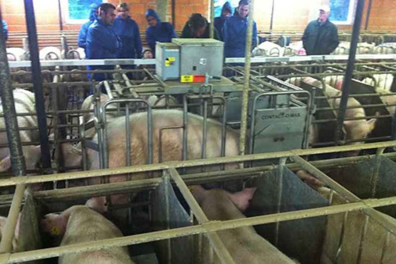 Geflügelhaltung, Schweinehaltung und Karriere