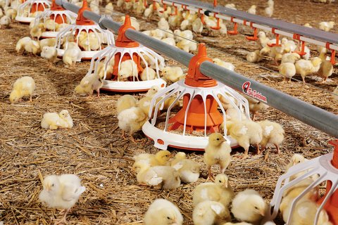 Broiler production