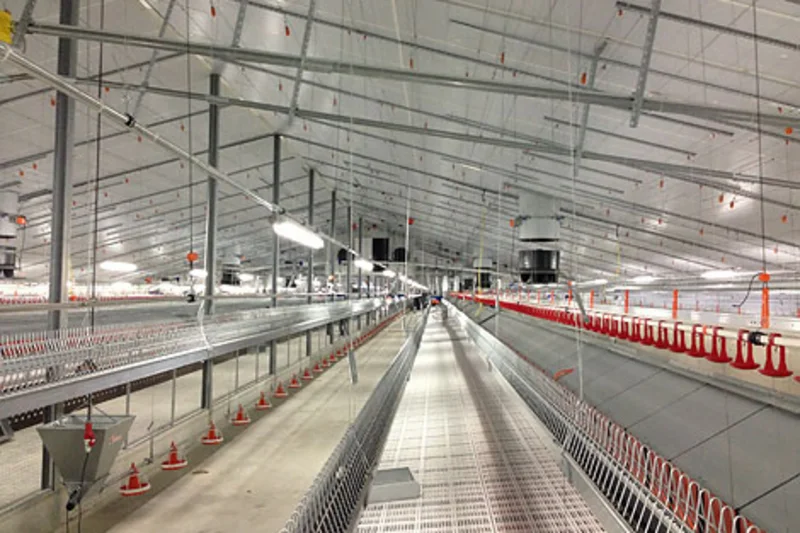 Breeder management with efficient manure pit ventilation Breeder management with efficient manure pit ventilation