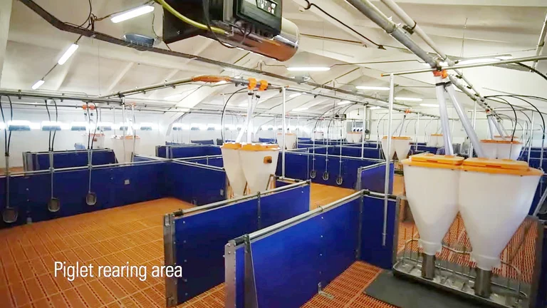 Svezzamento dei suinetti: vista della nursery con l’alimentatore automatico PigNic Jumbo 