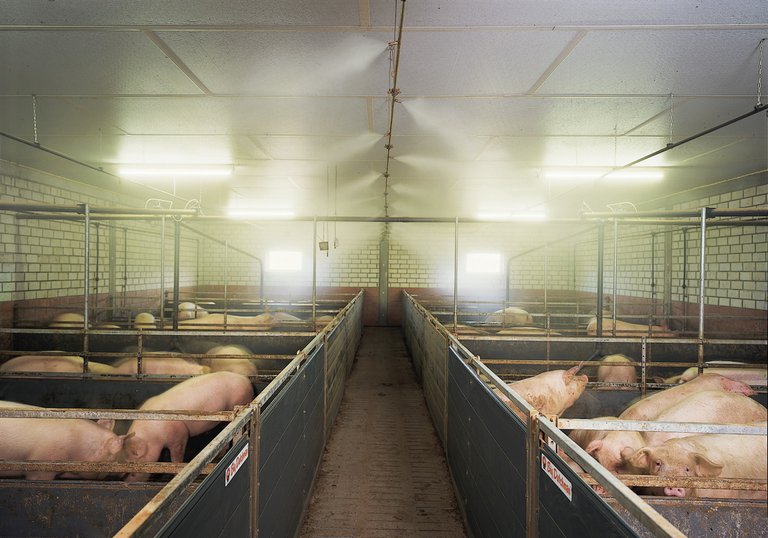 Manejo de cerdos: Sistema de nebulización de alta presión CombiCool 