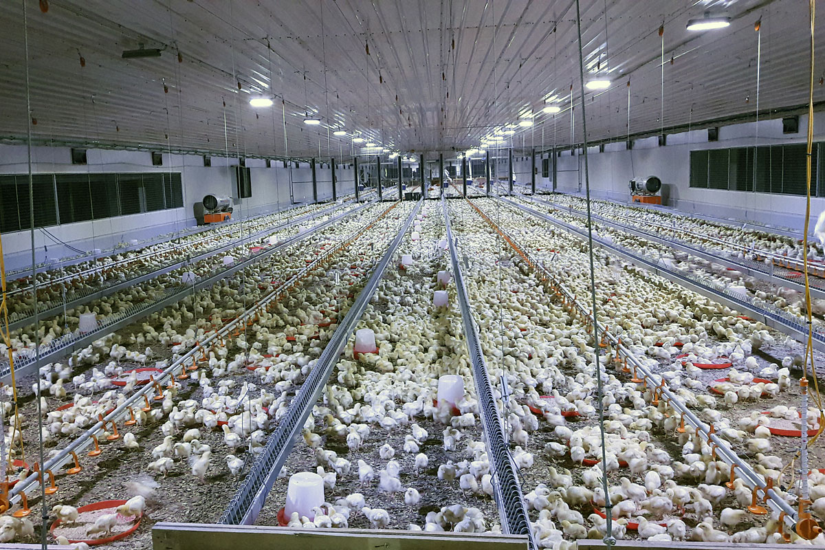 poultry-farmers-utilization-of-information-on-management-of-newcastle