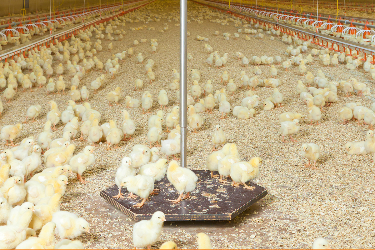 Poultry & Egg Scales - FarmTek