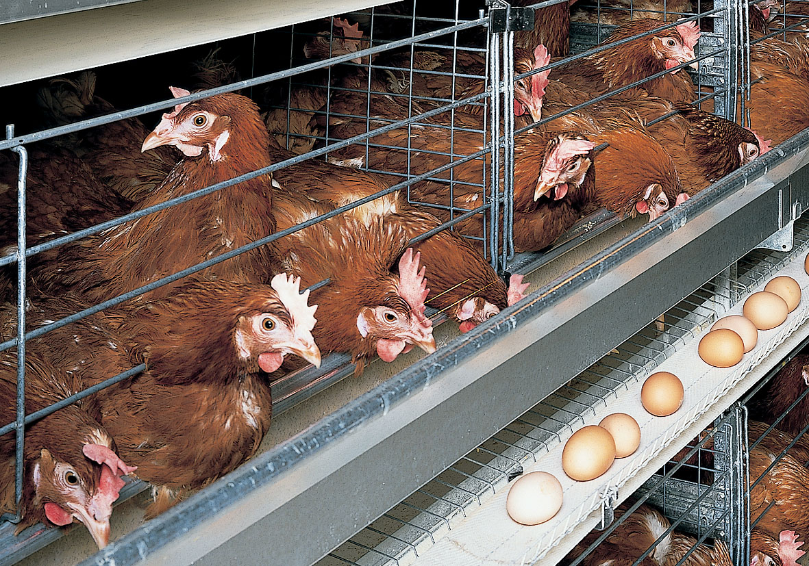 Kaefighaltung poultry cages UNIVENT 3 Big Dutchman