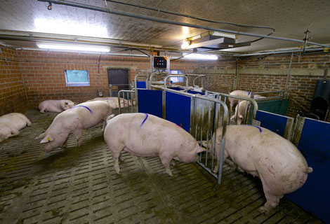 electronic sow feeders