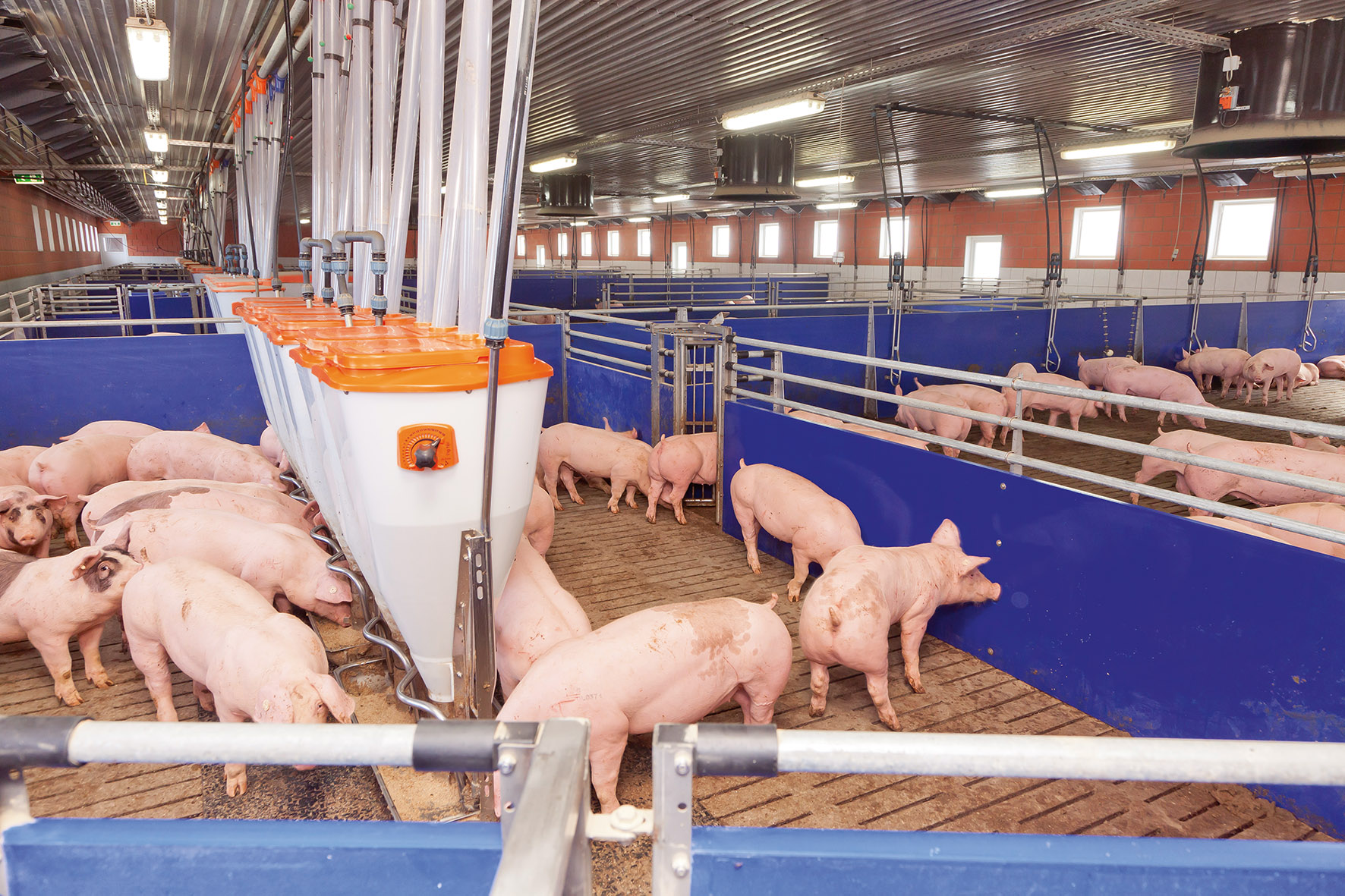 условия содержания свиней