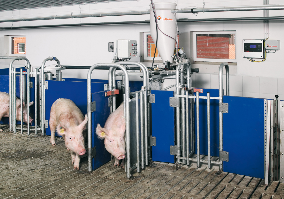 electronic sow feeders