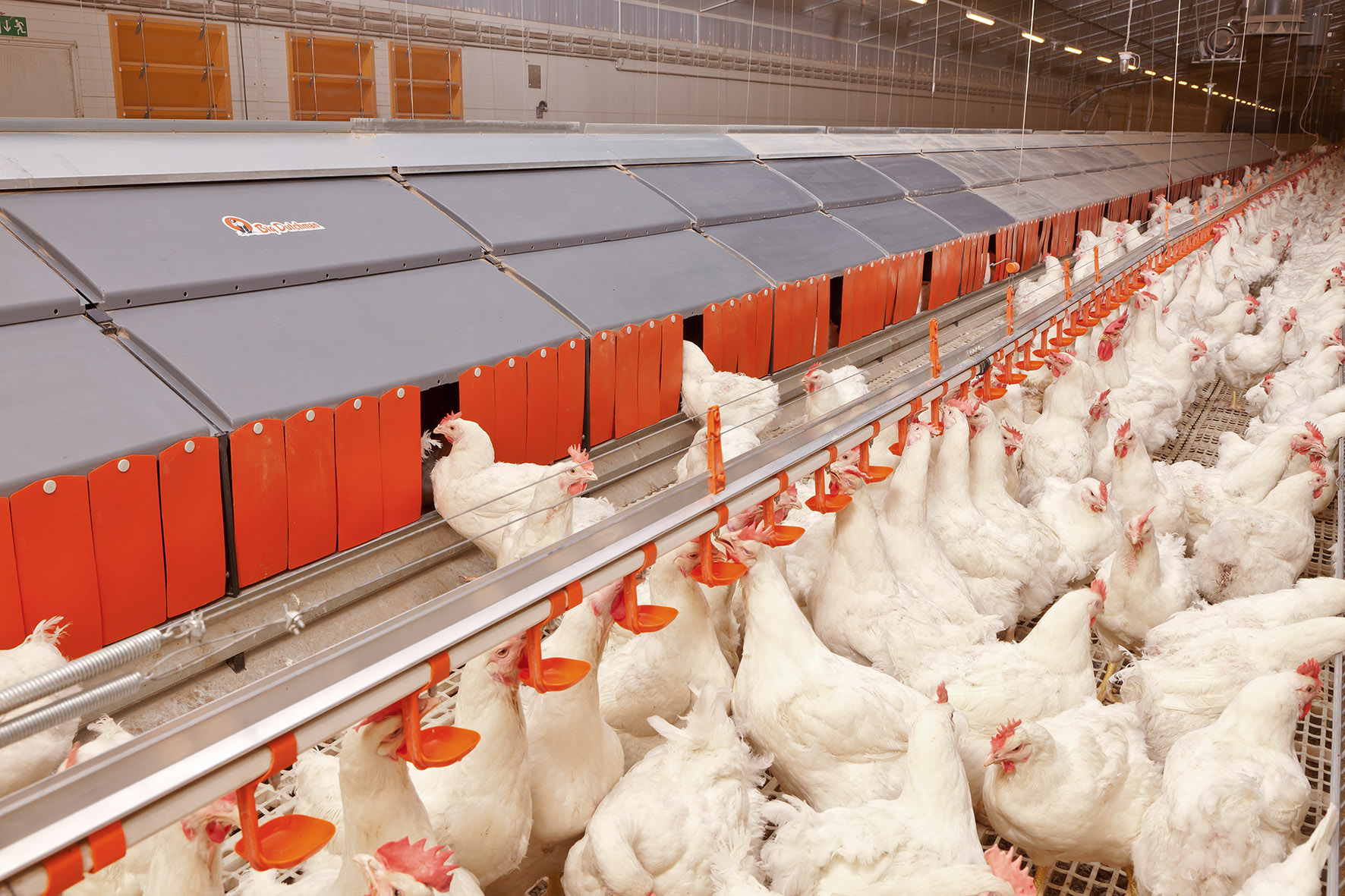 Poultry Farm Management